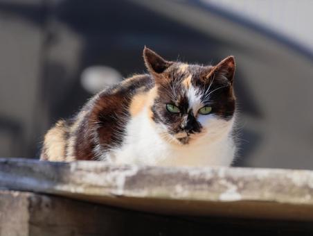 離島で出会った素敵な野良猫さんです。 離島で出会った素敵な野良猫さんです。の写真