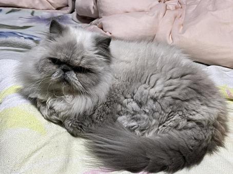 にゃんこの写真