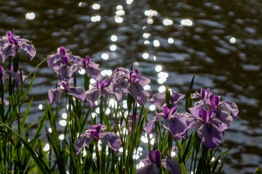 水辺のアヤメ 菖蒲,アヤメ,花の写真素材