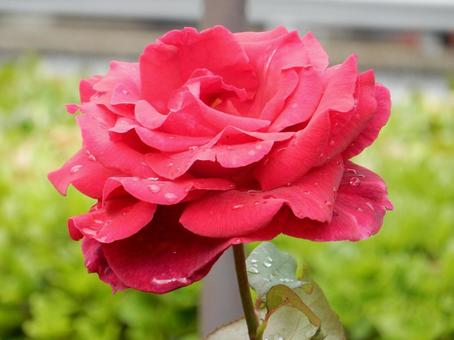 【薔薇の写真】バラの花 【薔薇の写真】バラの花の写真