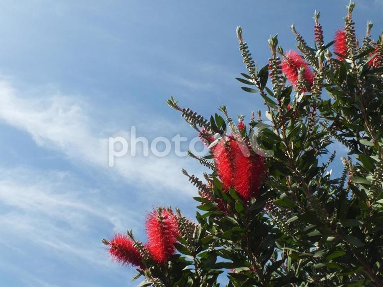 珍しい南国の花　ブラシノキ ブラシノキ,ブラシのような,赤い花の写真素材