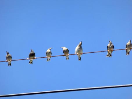 青空の下、電線に群れで止まるムクドリ ムクドリ,鳥,野鳥の写真素材