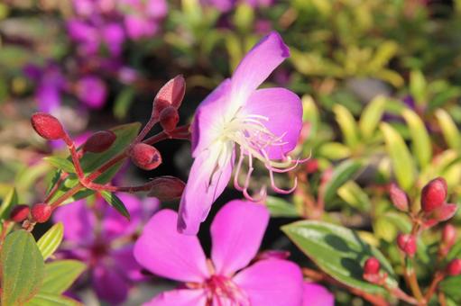 Photo, sicono button, flowers and trees, conical inflorescence, 