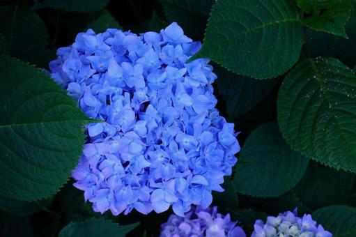 アジサイの花 アジサイの花の写真