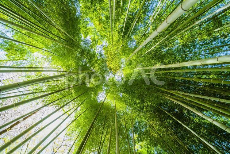 竹林の風景 京都,日本,アジアの写真素材