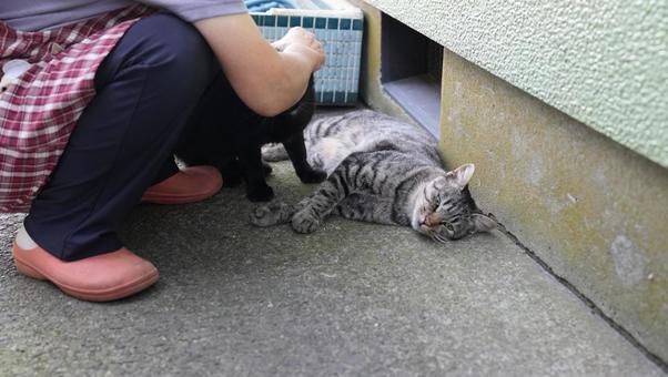 野良猫と主婦 野良猫と主婦の写真