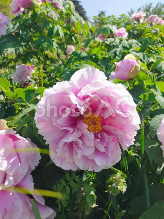 淡いピンクの牡丹 牡丹,高嶺の花,ボタン科の写真素材