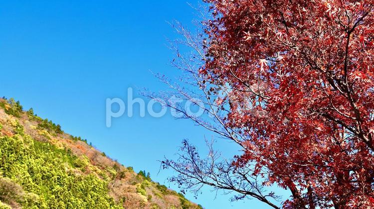 広角で撮影した寸又峡プロムナードの紅葉 寸又峡プロムナード,紅葉,広角レンズの写真素材