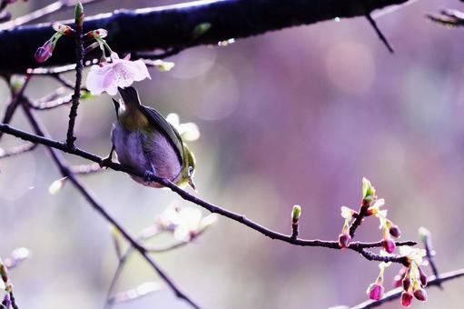 咲始めの桜とメジロ 咲始めの桜とメジロの写真