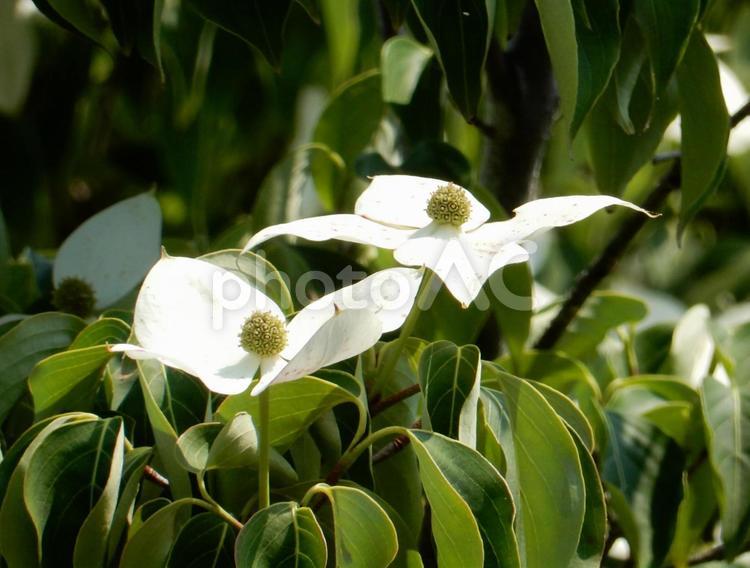 【花の写真】ヤマボウシ ヤマボウシ,山法師,ミズキ科の写真素材