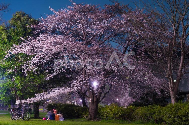 井の頭恩賜公園（井の頭公園）の夜桜 夜桜,井の頭公園,井の頭恩賜公園の写真素材