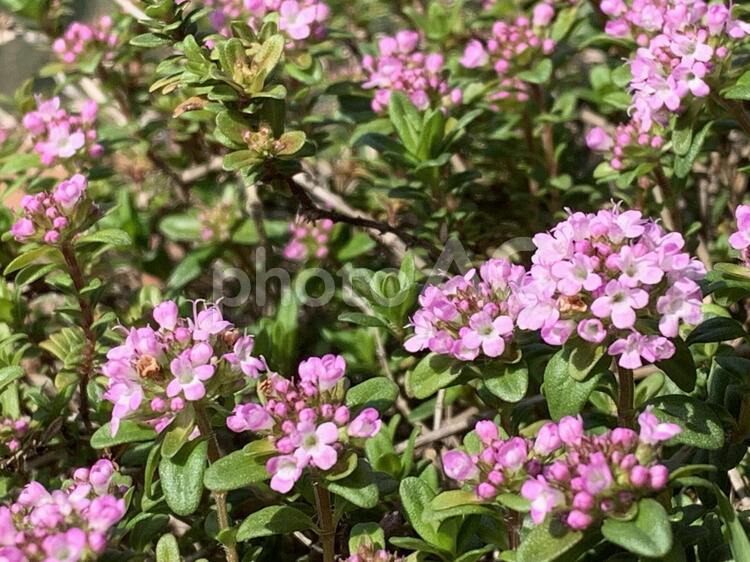 ハーブ（タイムの花） ハーブ,タイムの花,ハーブの花の写真素材