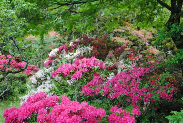 小諸市小諸城址懐古園のツツジ 長野県,小諸市,小諸城址懐古園の写真素材