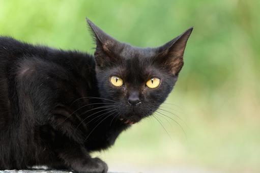 黒い野良猫の顔 猫,野良猫,可愛い猫の写真素材
