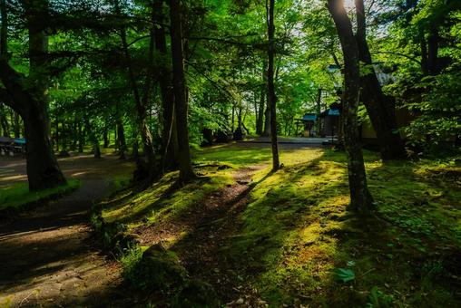 【長野】軽井沢の長倉神社 パワースポット 【長野】軽井沢の長倉神社 パワースポット 長倉神社,軽井沢,駅の写真素材