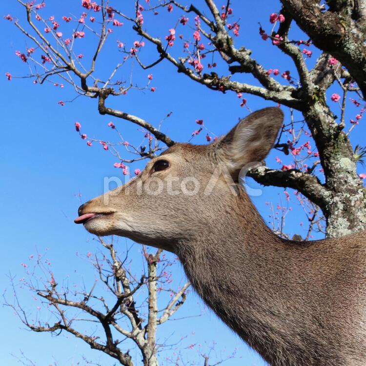 紅梅に可愛い鹿がペロ出した！ 鹿,梅,花の写真素材