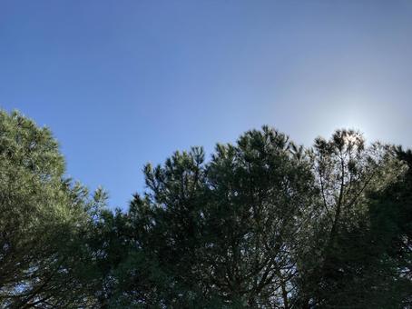 青空と木々 青空と木々の写真