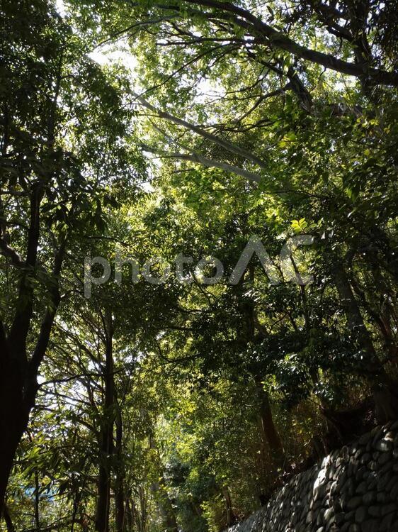 森林の中で 木材,木,葉の写真素材