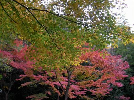 天龍寺 京都 天龍寺 京都の写真