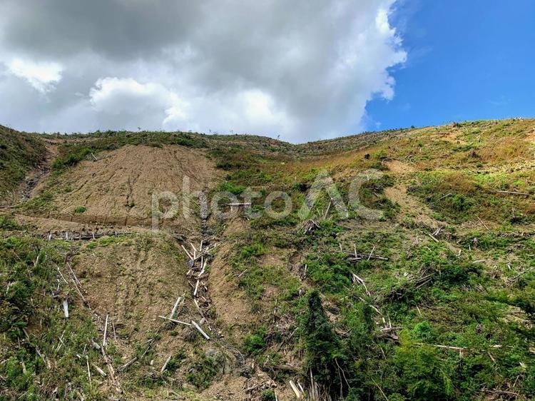 森林破壊 環境破壊,森林,破壊の写真素材