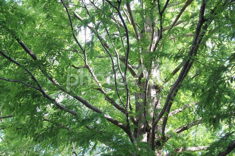 メタセコイヤの木 メタセコイア,メタセコイヤ,木の写真素材