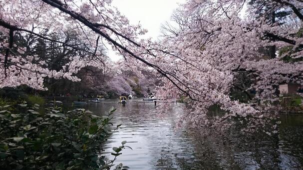 Pond and cherry blossom, wood, branch, flower, JPG