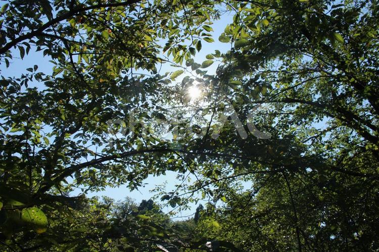 木漏れ日 新緑,グリーン背景,キラキラの写真素材