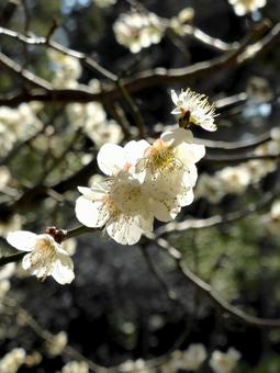 お寺の境内で開花した白梅 お寺の境内で開花した白梅の写真