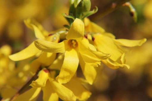 Photo, forsythia, close-up, flowers and trees, 