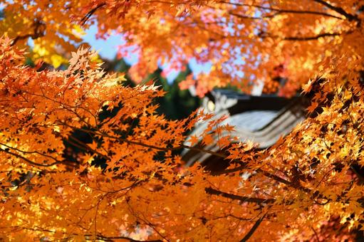 赤く染まる境内 赤く染まる境内の写真