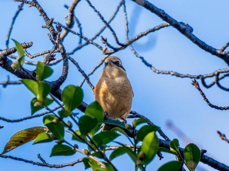 枝にとまるモズ モズ,百舌鳥,野鳥の写真素材