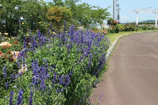 ブルーサルビアの路 ブルーサルビアの路の写真