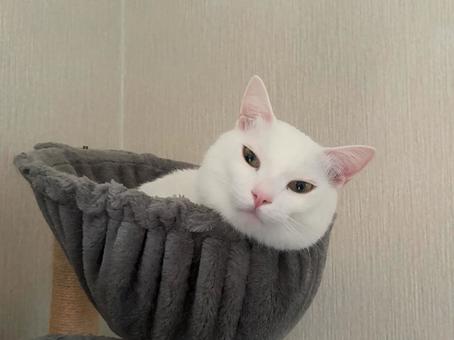 まったり シロネコ,カメラ目線,キャットタワーの写真素材