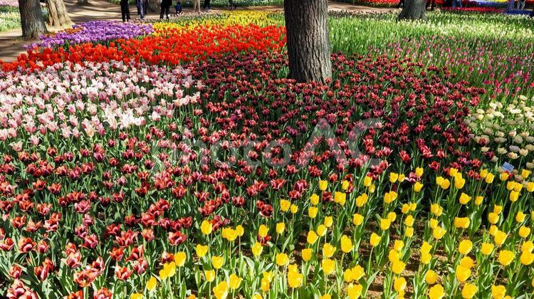 ひたち海浜公園・チューリップ＆松林・茨城 春,チューリップ,国営ひたち海浜公園の写真素材