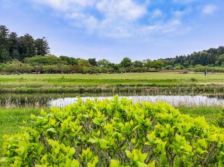 偕楽園公園月池の畔から猩猩梅林を遠望 偕楽園公園月池の畔から猩猩梅林を遠望 偕楽園公園,常磐公園,猩猩梅林の写真素材
