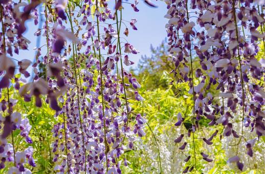 骨波田の藤棚の藤の花43 骨波田の藤棚の藤の花43の写真