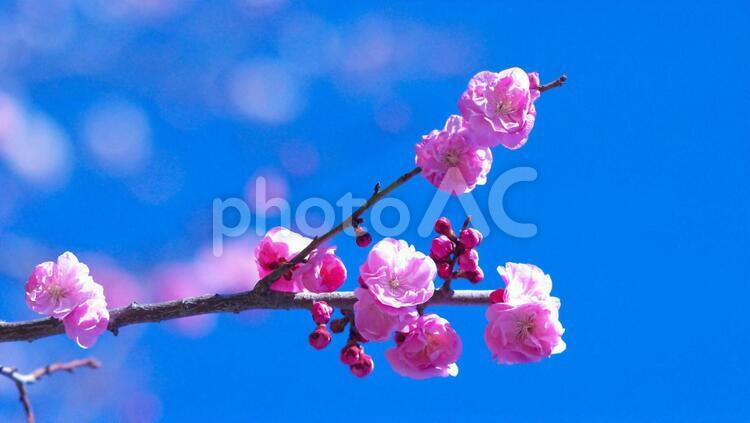 春一番 花,空,青空の写真素材