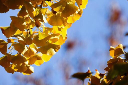 強い逆光で輝くイチョウの黄葉 イチョウ,銀杏,葉の写真素材