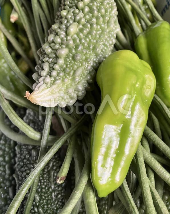 夏野菜 夏野菜,ゴーヤ,ピーマンの写真素材