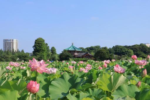 青空の不忍池 夏の蓮の花 青空の不忍池 夏の蓮の花 蓮の花,満開,ハスの写真素材
