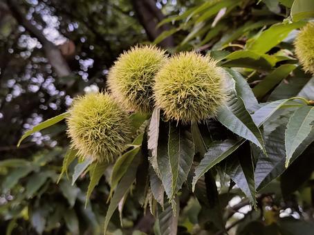 夕暮れの栗の木 栗,公園,栗の木の写真素材