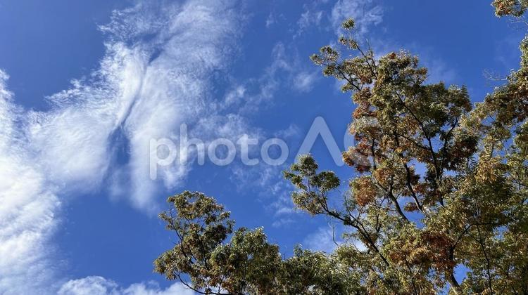 秋の青空と木々 空,青空,秋空の写真素材