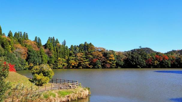 秋の亀山湖・色づく湖岸の木々（君津市） 秋,亀山湖,色づくの写真素材