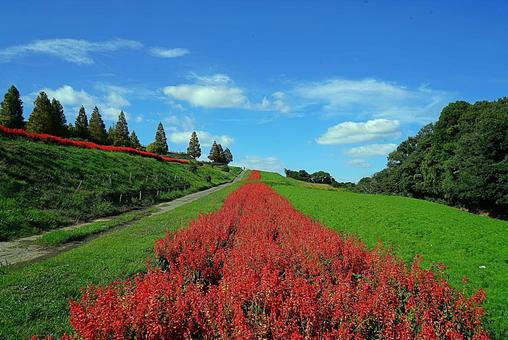 淡路島 あわじ花さじき㉛ サルビア 淡路島 あわじ花さじき㉛ サルビアの写真