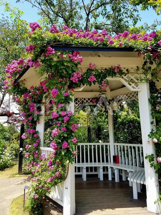 港が見える丘公園の薔薇 港が見える丘公園,ばら,華やかの写真素材
