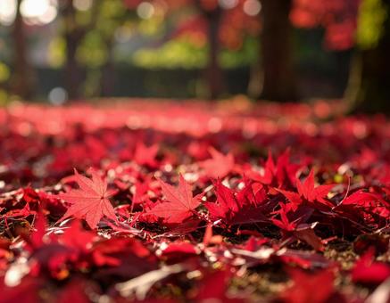 落葉した赤い紅葉いっぱいの地面 落葉した赤い紅葉いっぱいの地面の写真