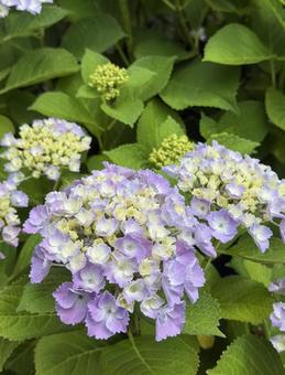 紫陽花 紫陽花の写真