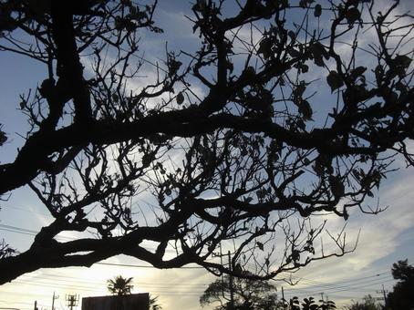 夕暮れの木のシルエット-2 夕暮れの木のシルエット-2の写真