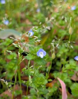 Photo, weed, grass, flower, 