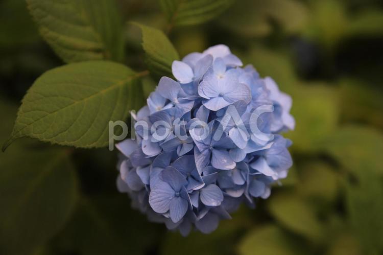 アジサイ　青い花 紫陽花,あじさい,アジサイの写真素材